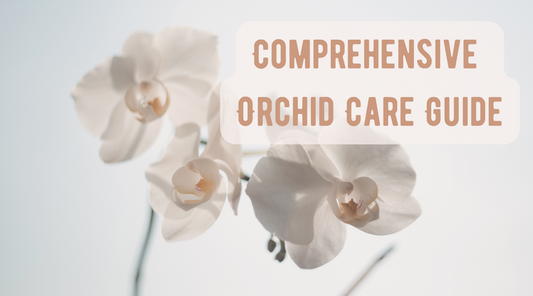 Comprehensive Orchid Care Guide