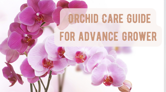 Orchid care for Advanced grower