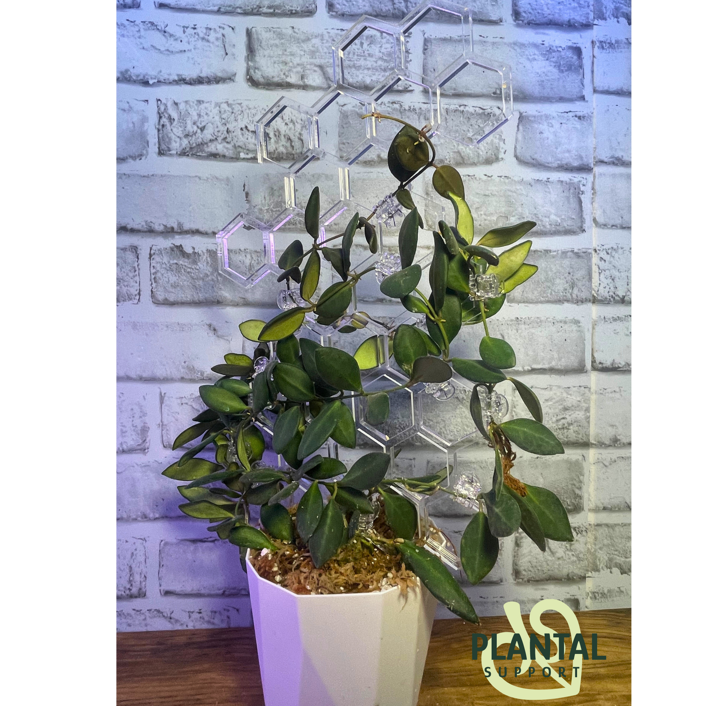 Clear Large honeycomb Trellis