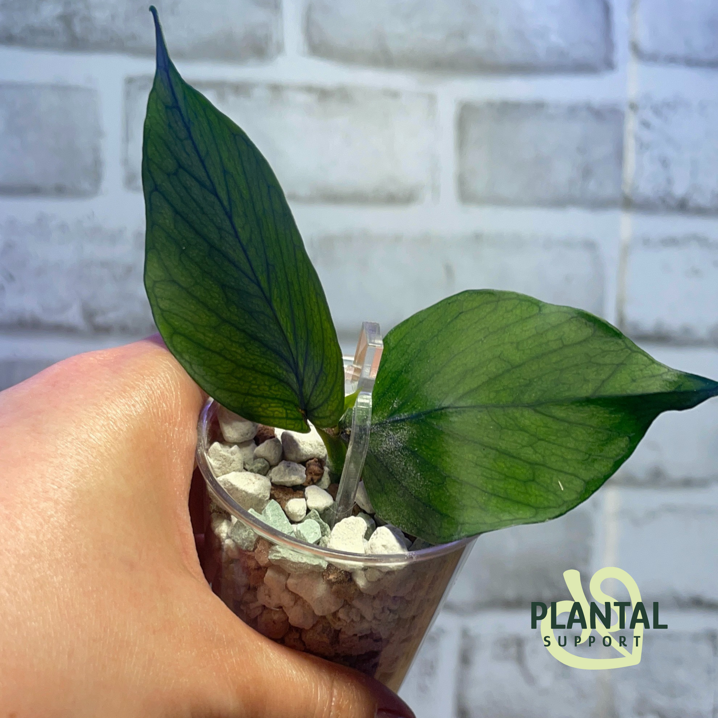 Épingles de propagation en acrylique transparent / Épingles à poteaux en mousse