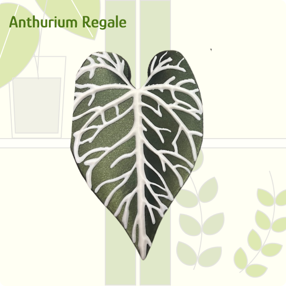 Anthurium Regale IKEA greenhouse Handle