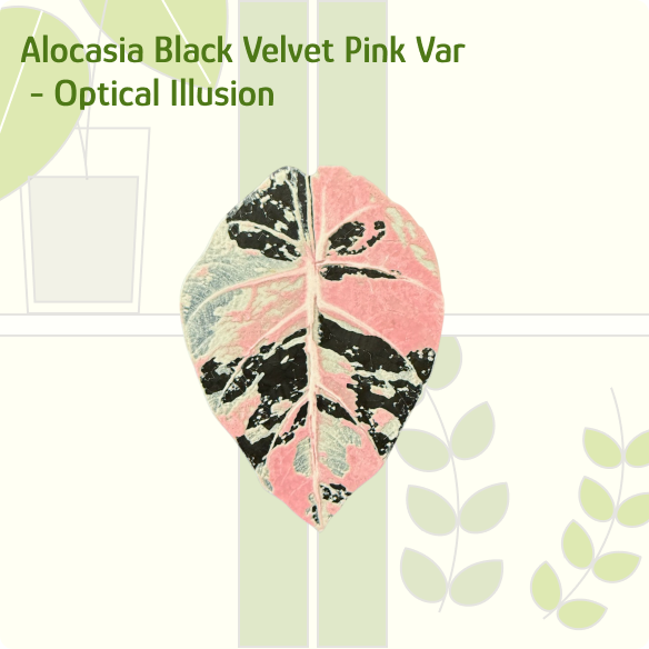 Alocasia Black Velvet Pink Variegated IKEA greenhouse Handle