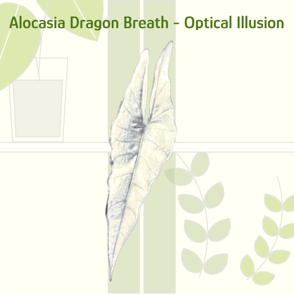 Alocasia Dragon Breath IKEA greenhouse Handle