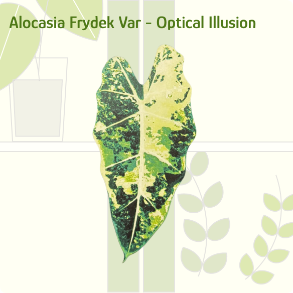 Alocasia Frydek Variegated IKEA greenhouse Handle