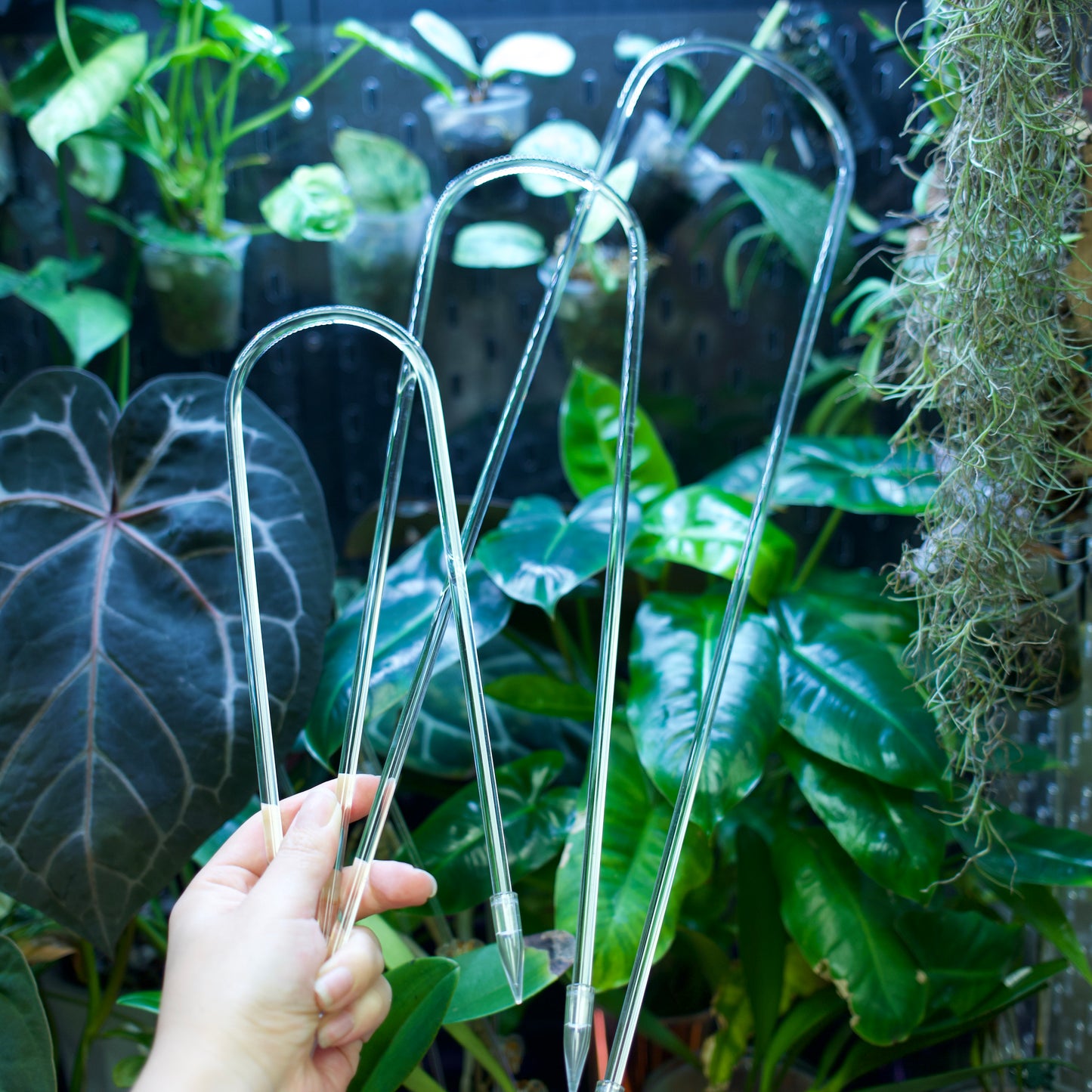 Treillis acrylique transparent en forme de U pour support de plantes et d'orchidées