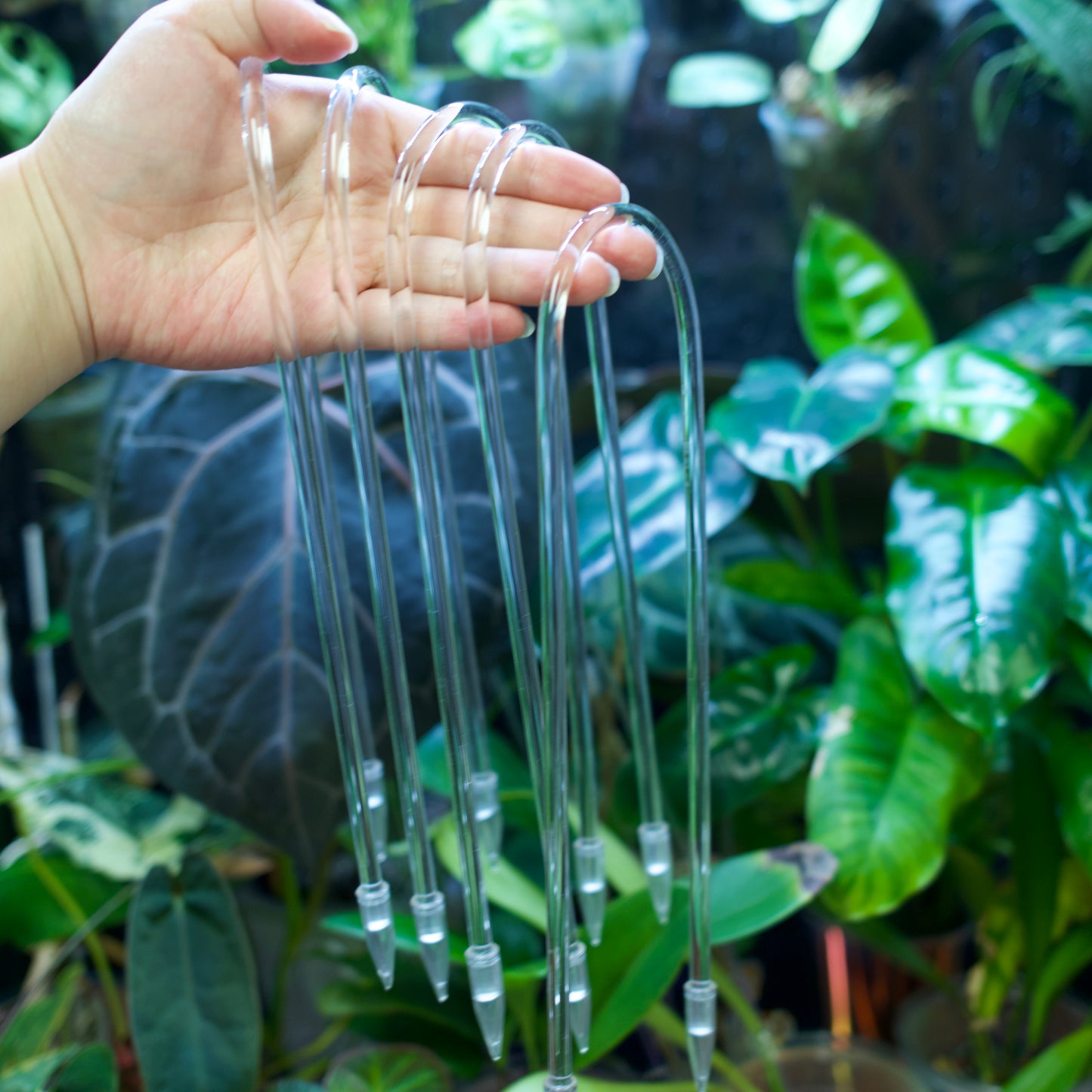 Treillis acrylique transparent en forme de U pour support de plantes et d'orchidées