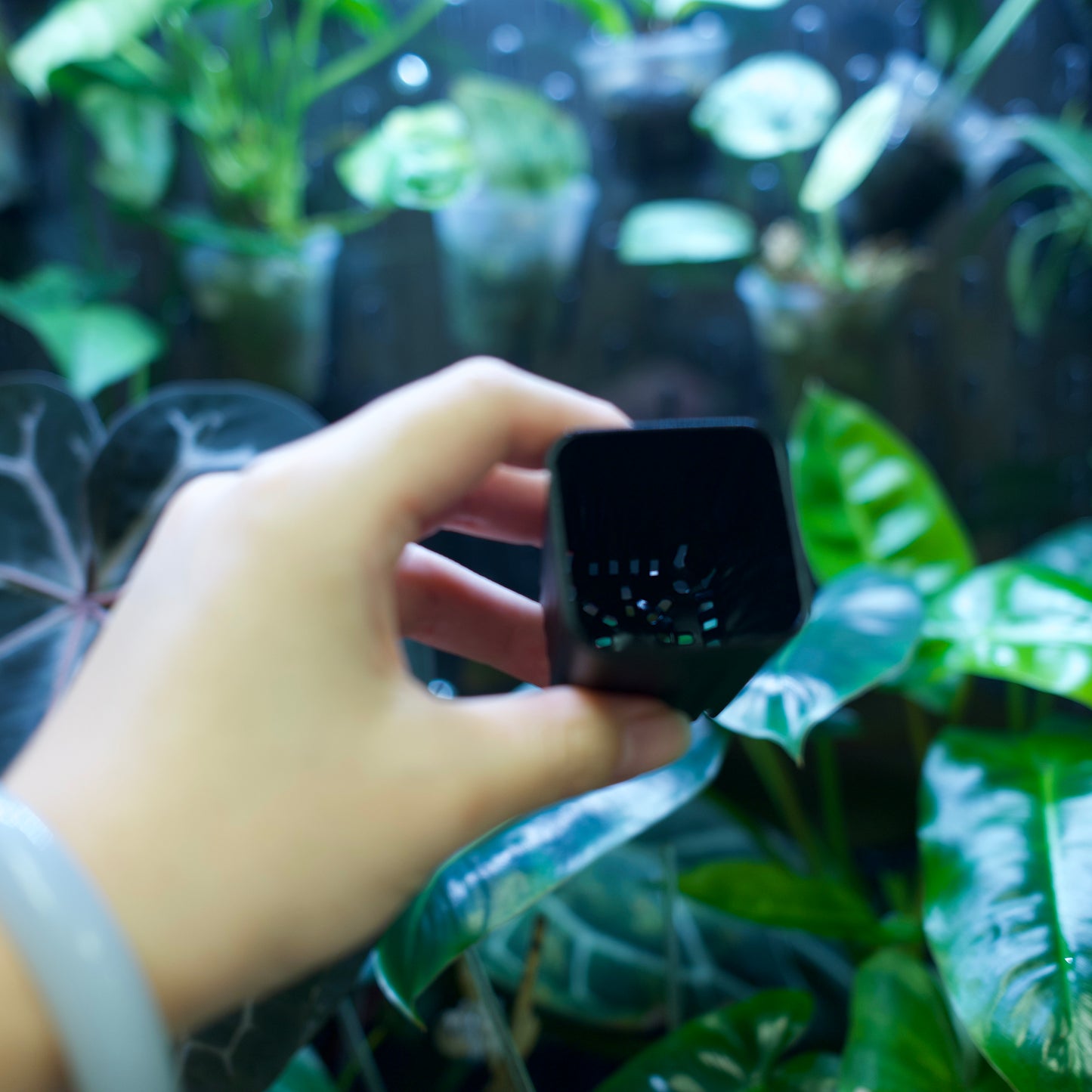 Square Plant Pot for Propagation & Growth