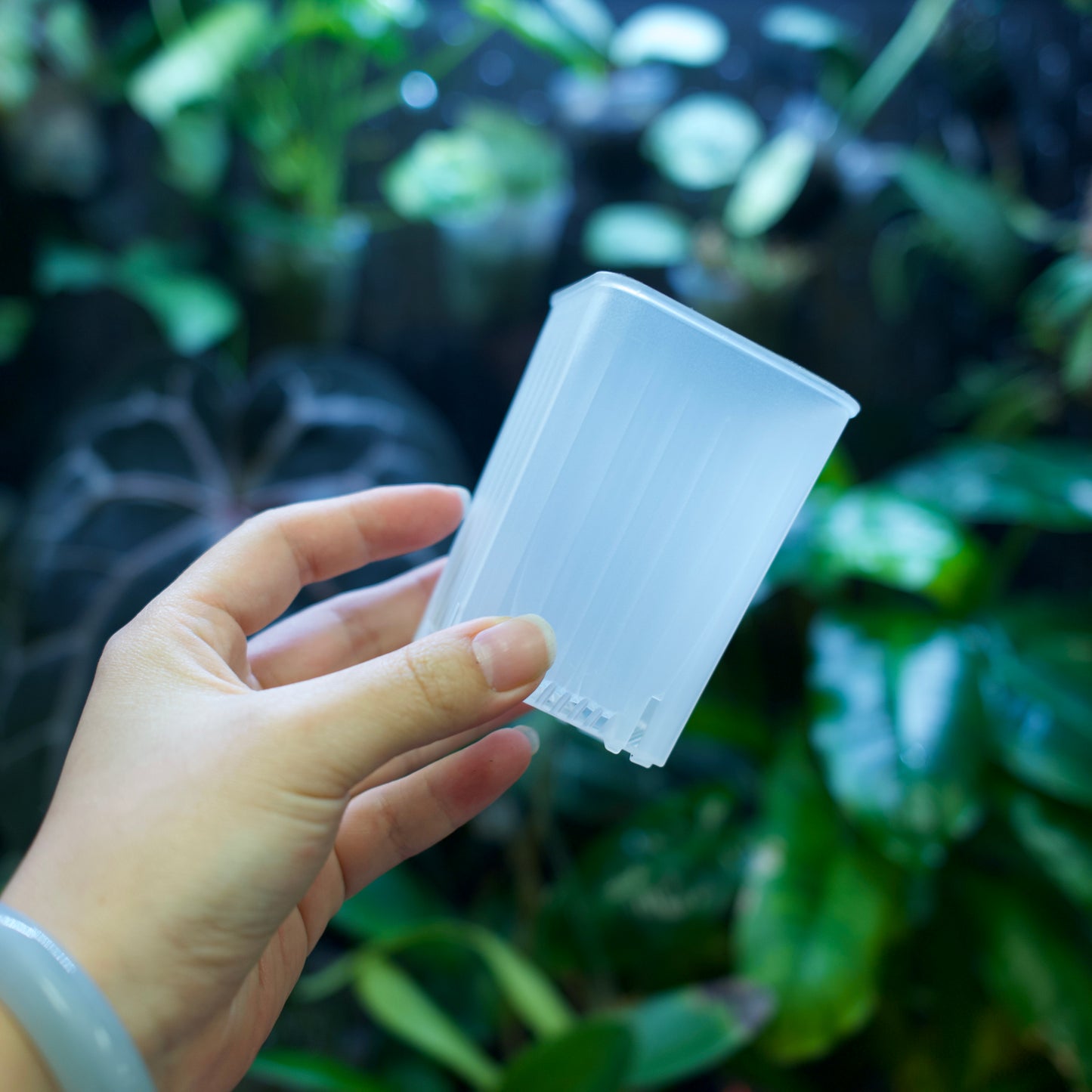 Square Plant Pot for Propagation & Growth