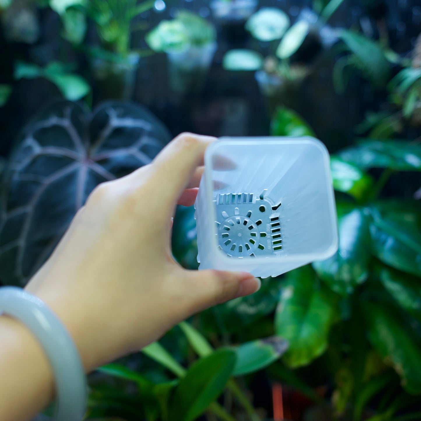 Square Plant Pot for Propagation & Growth