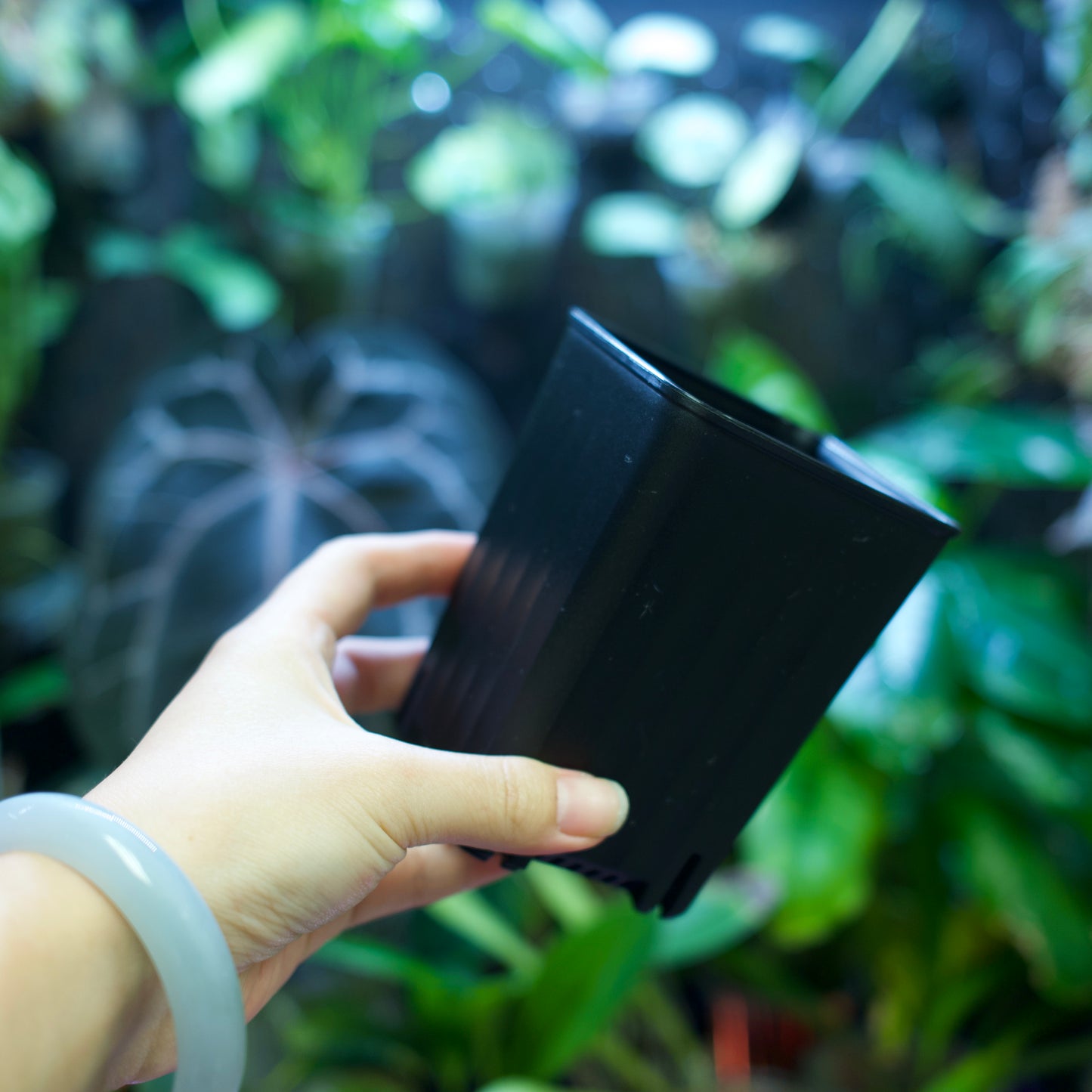 Square Plant Pot for Propagation & Growth