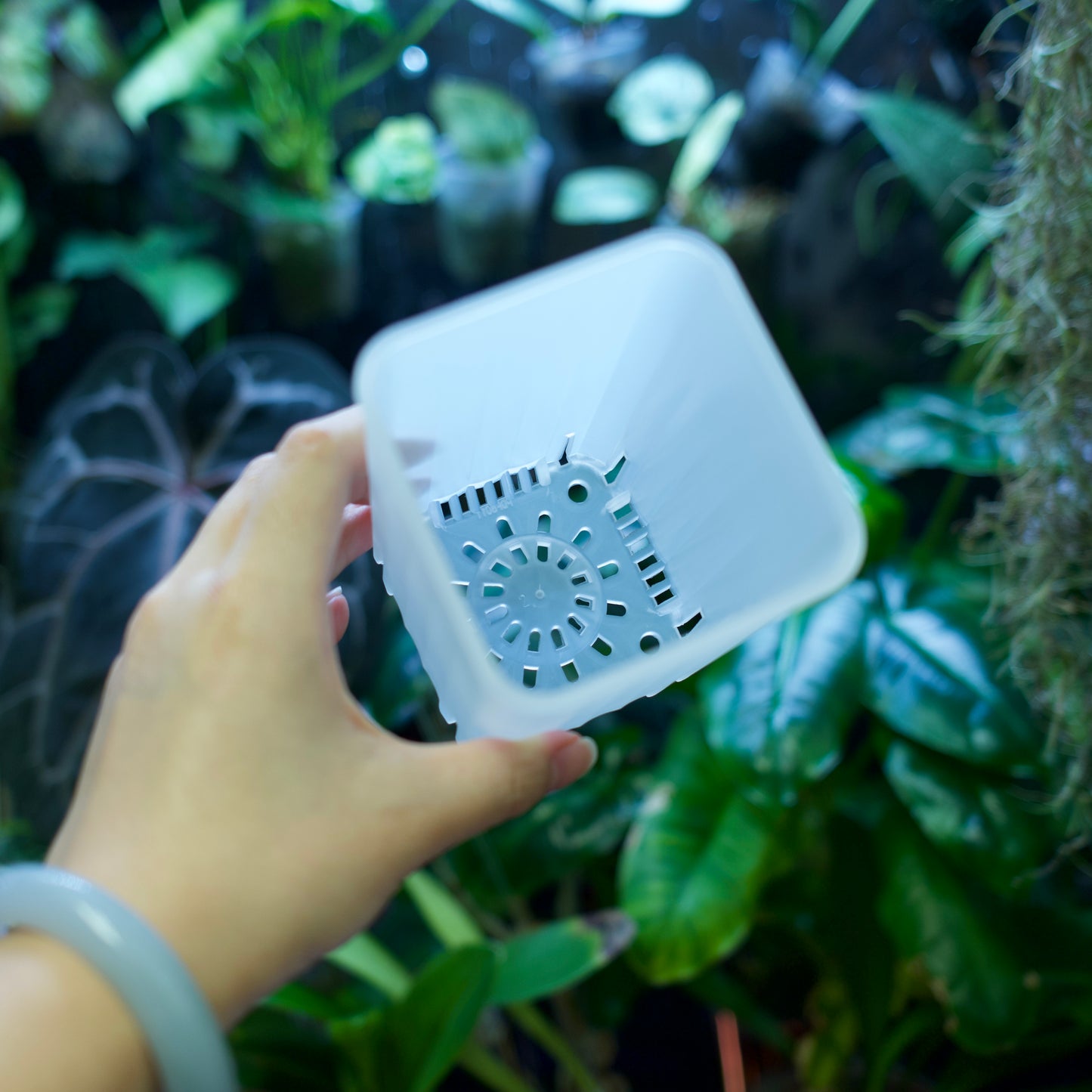 Square Plant Pot for Propagation & Growth