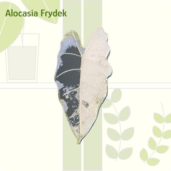 Alocasia Frydek (Optical Illusion style) IKEA greenhouse Handle