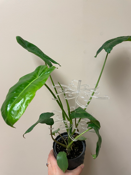 Floppy Leaf savior - Clear plant support