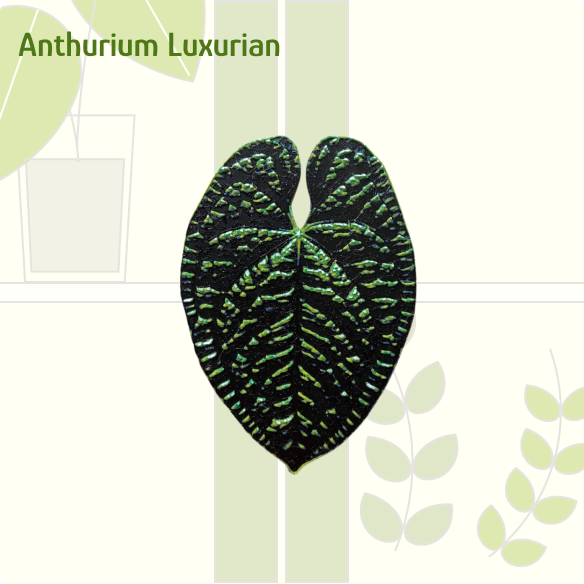 luxurian anthurium Anthurium Luxurian IKEA greenhouse Handle – Plantal Support INC