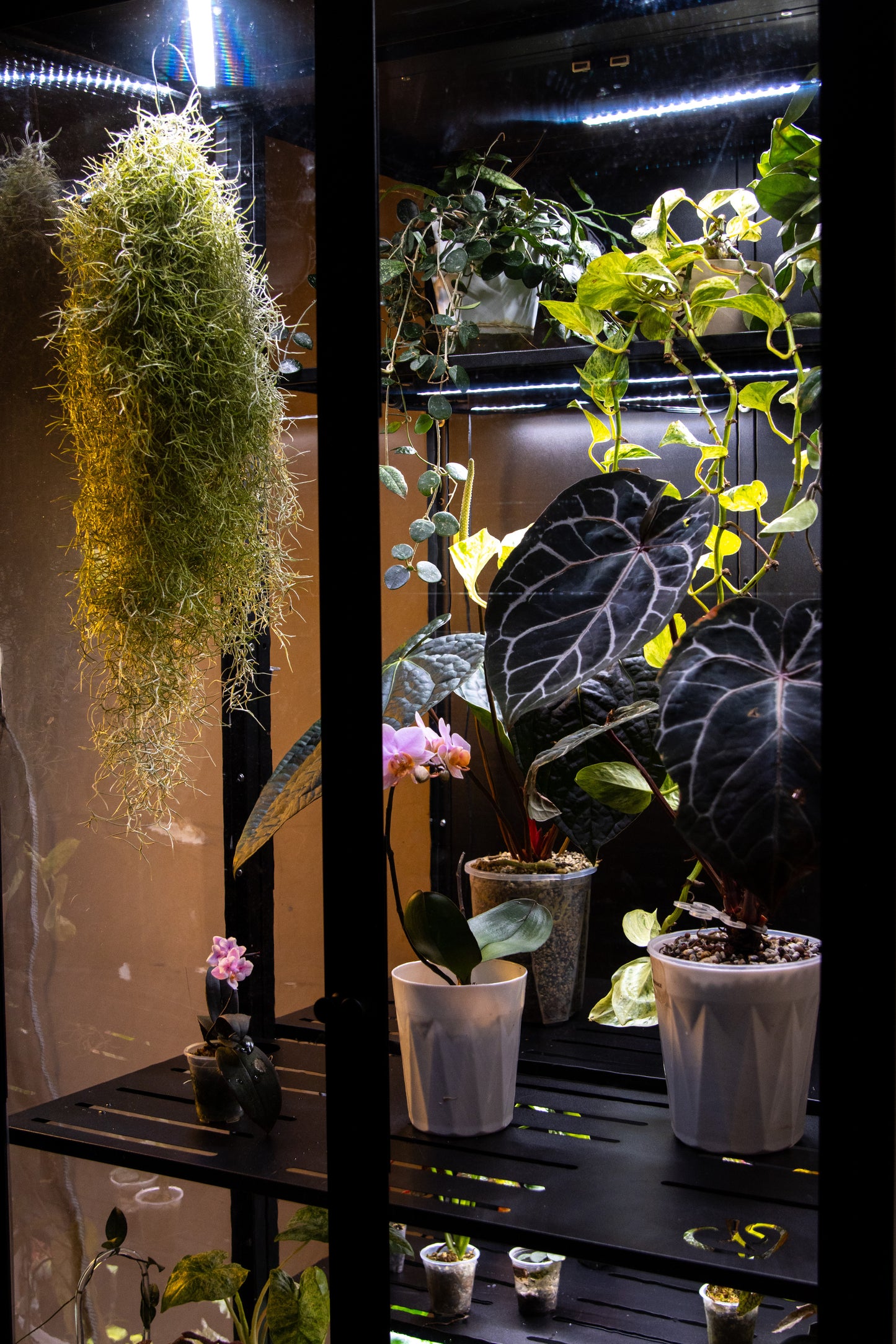 Cabinet de Serre Osiris