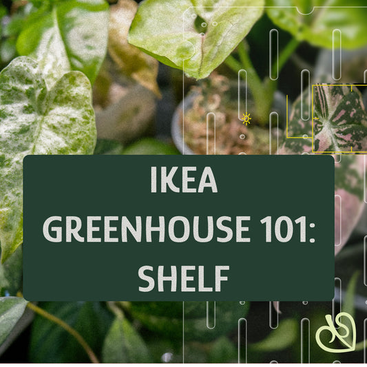 IKEA Greenhouse Shelves: The Complete Guide to Choosing, Installing, and Styling Your Indoor Oasis