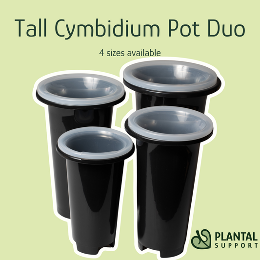 Tall Cymbidium Pot Duo