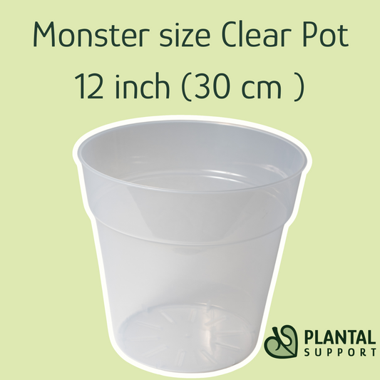 Monster size Clear Pot 12 inch (30 cm)