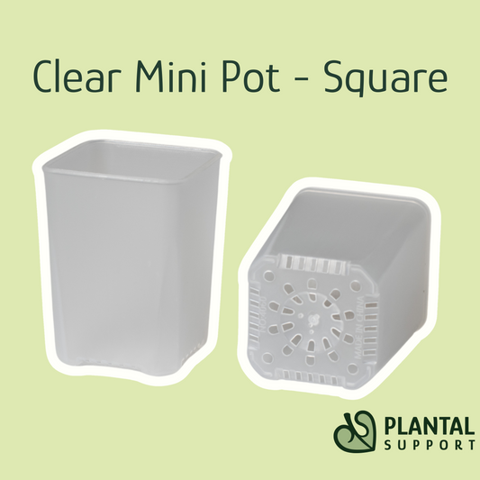 Clear Mini Square Pot