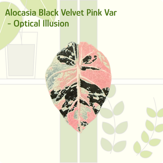 Alocasia Black Velvet Pink Variegated IKEA greenhouse Handle