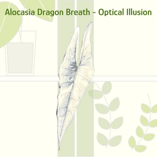 Alocasia Dragon Breath IKEA greenhouse Handle