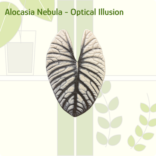Alocasia Nebula IKEA greenhouse Handle