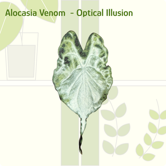 Alocasia Venom IKEA greenhouse Handle