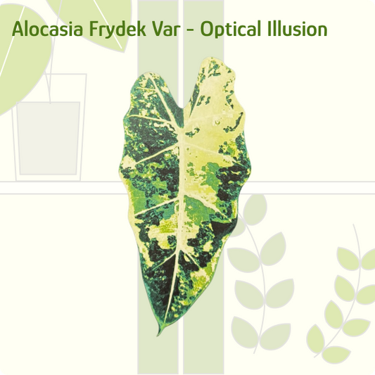 Alocasia Frydek Variegated IKEA greenhouse Handle