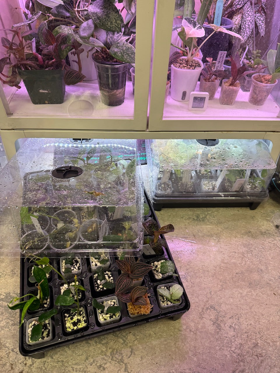 Propagation mini greenhouse Set - Fits Perfect under Milsbo