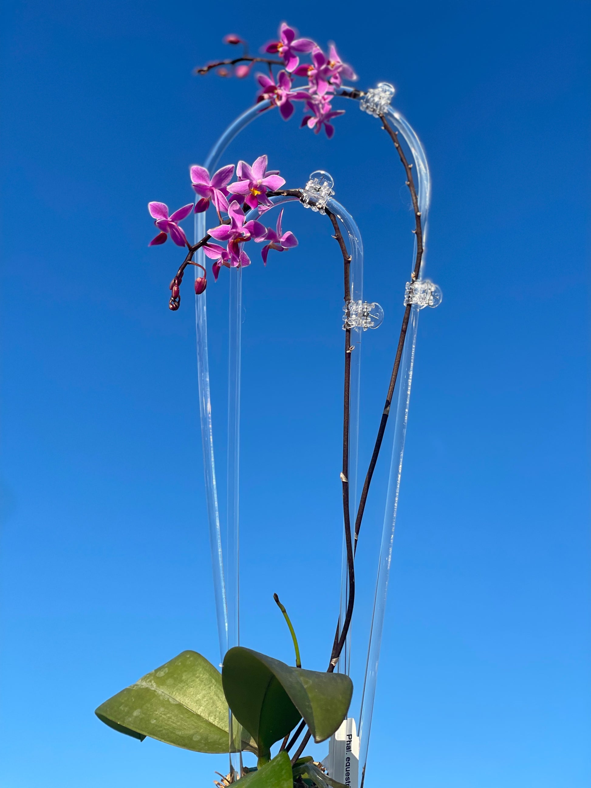 clear plant trellis U shape Clear Acrylic trellis for plant & orchid support