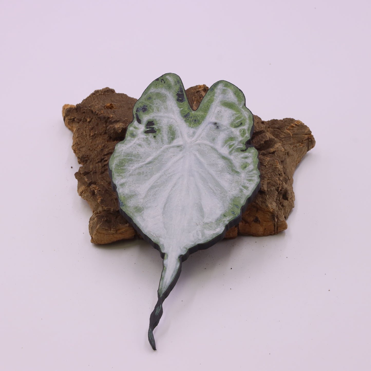 Alocasia Venom IKEA greenhouse Handle
