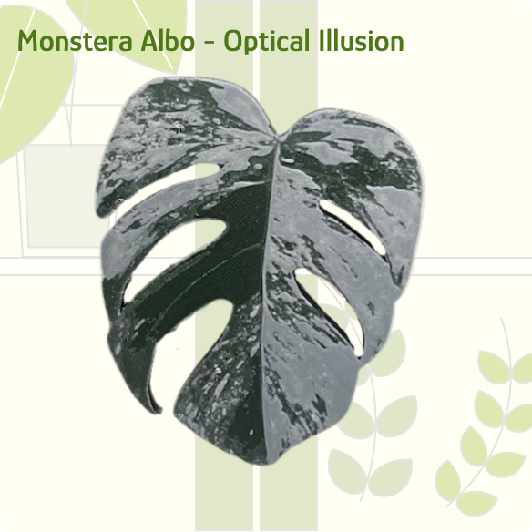 Monstera Albo (Optical illusion style) IKEA greenhouse Handlel