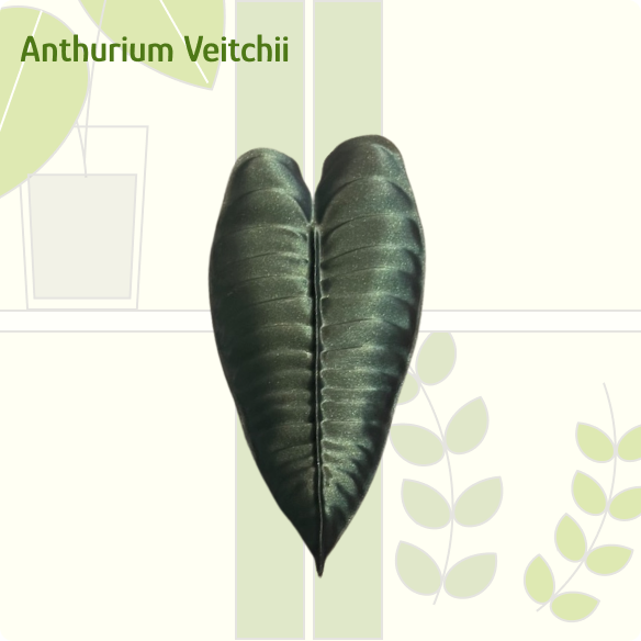 Anthurium Veitchii IKEA greenhouse Handle