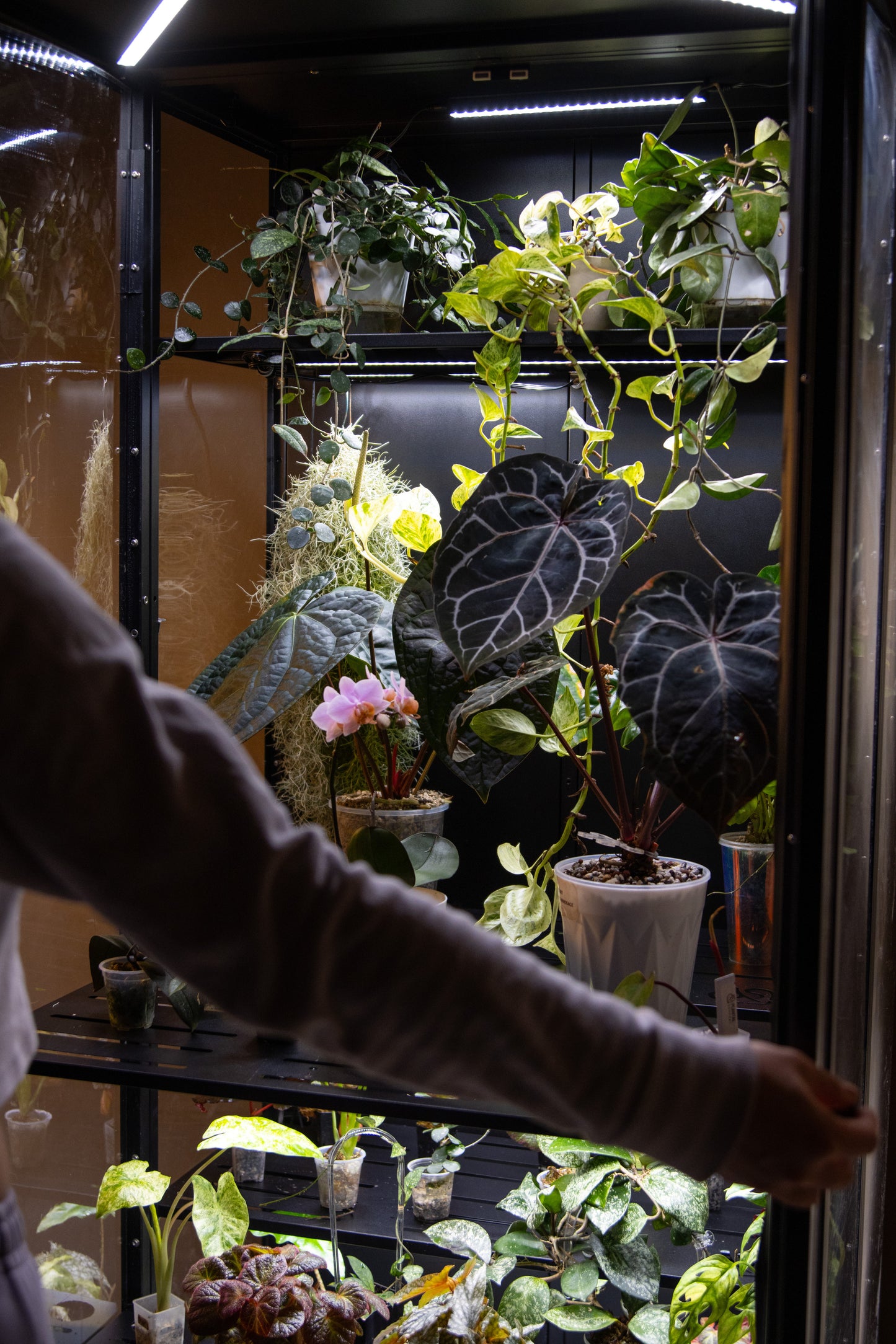 Cabinet de Serre Osiris