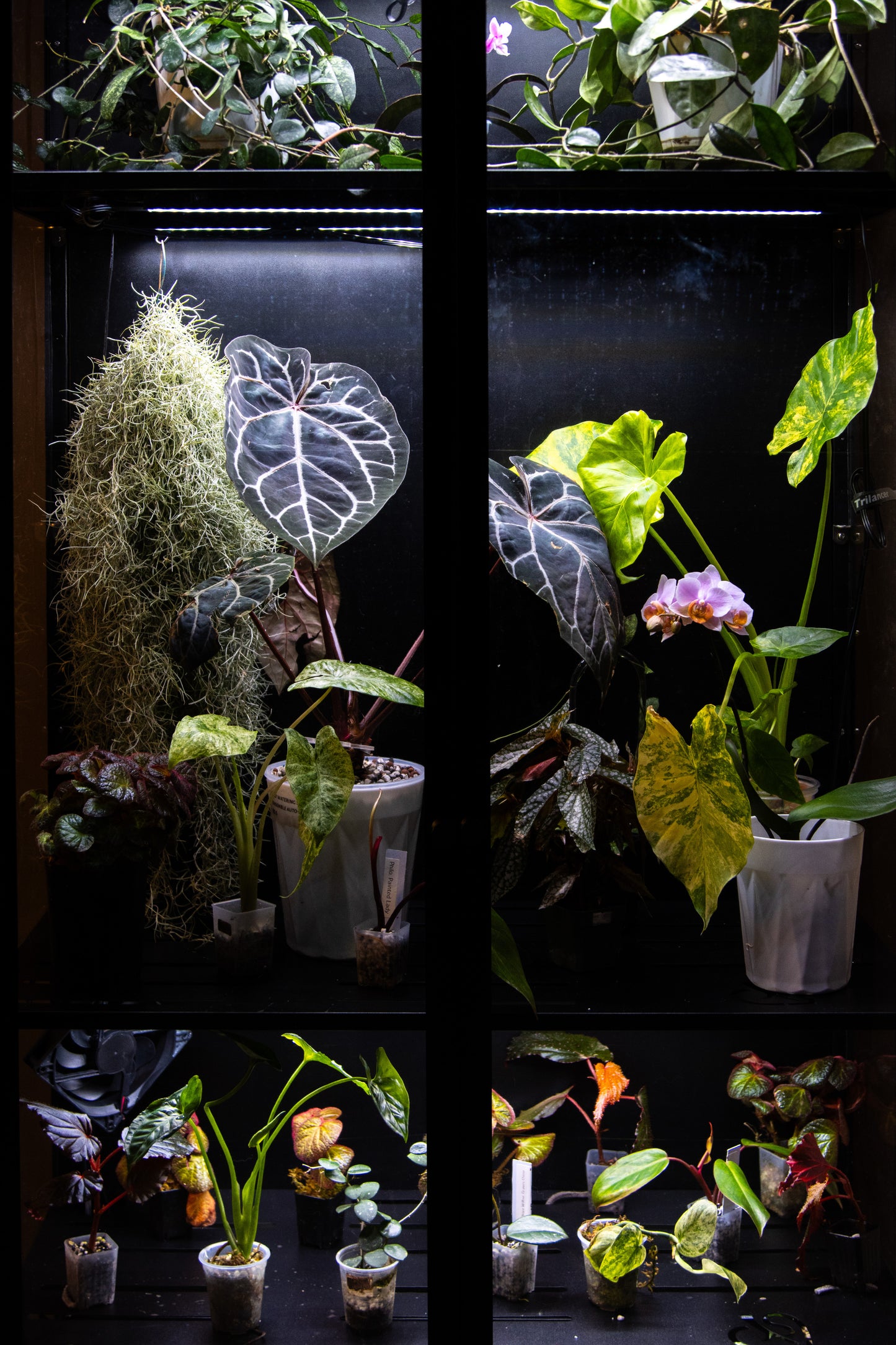 Cabinet de Serre Osiris