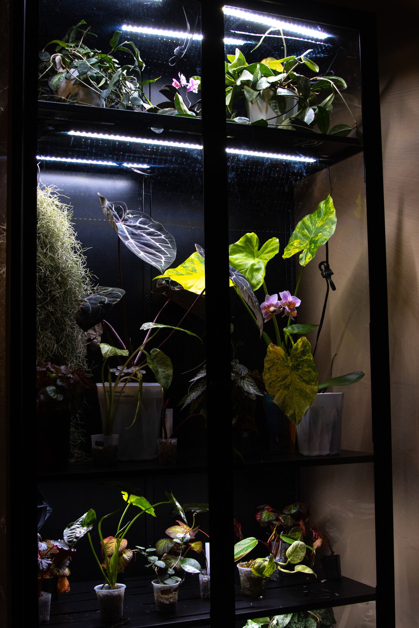 Cabinet de Serre Osiris