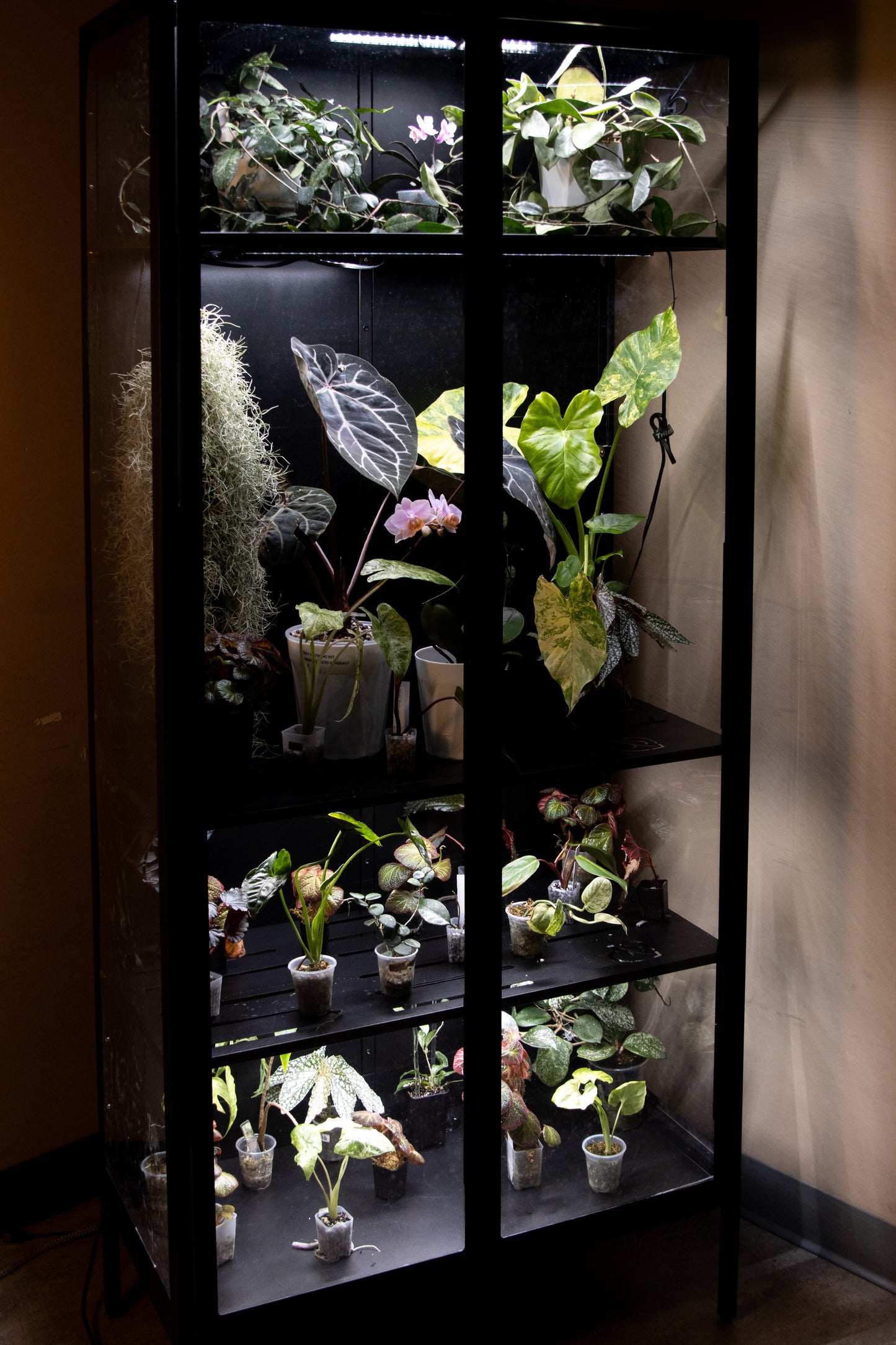 Cabinet de Serre Osiris