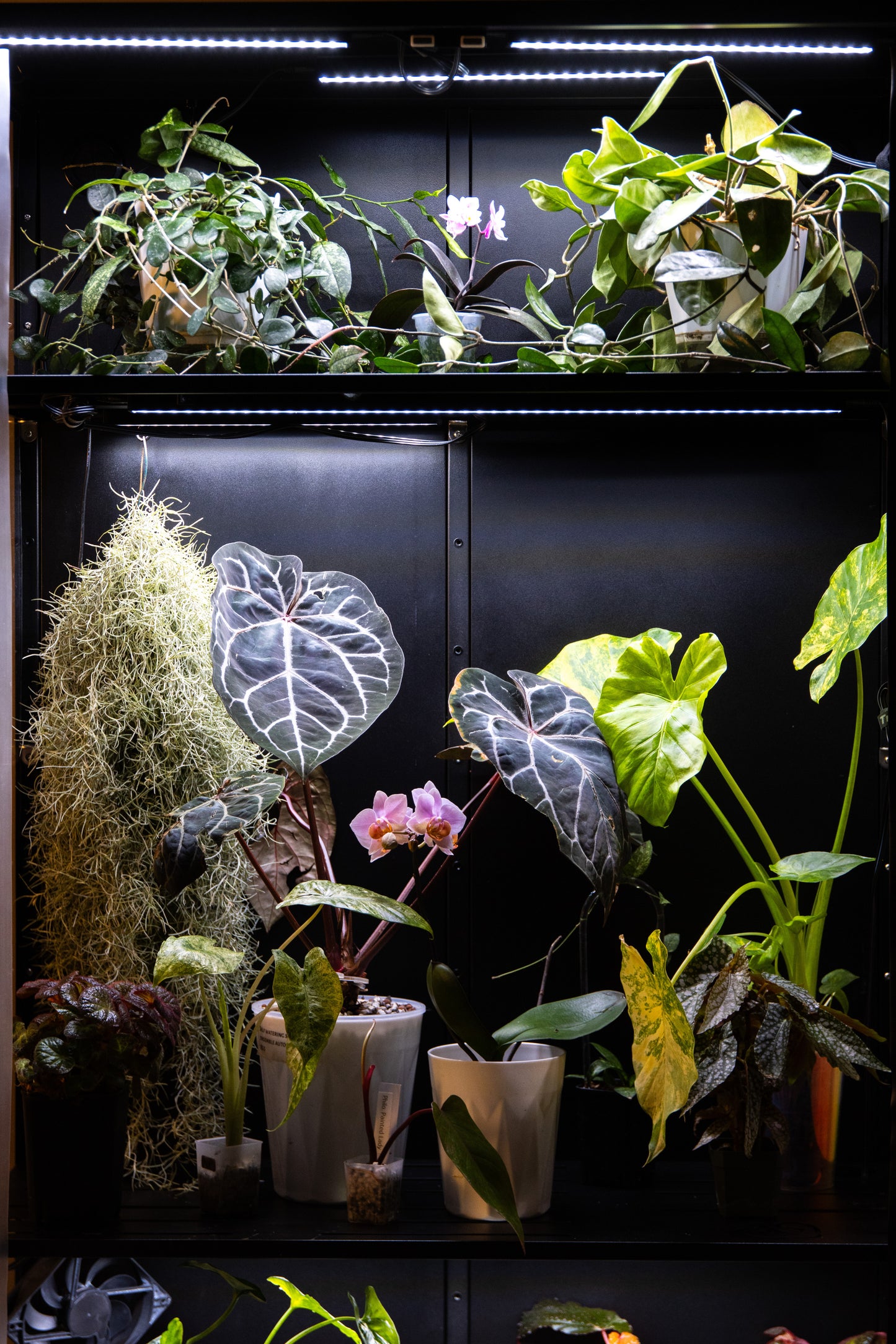 Cabinet de Serre Osiris