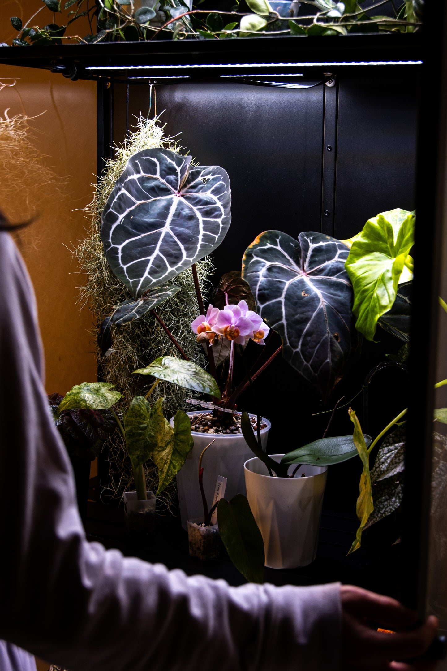 Cabinet de Serre Osiris