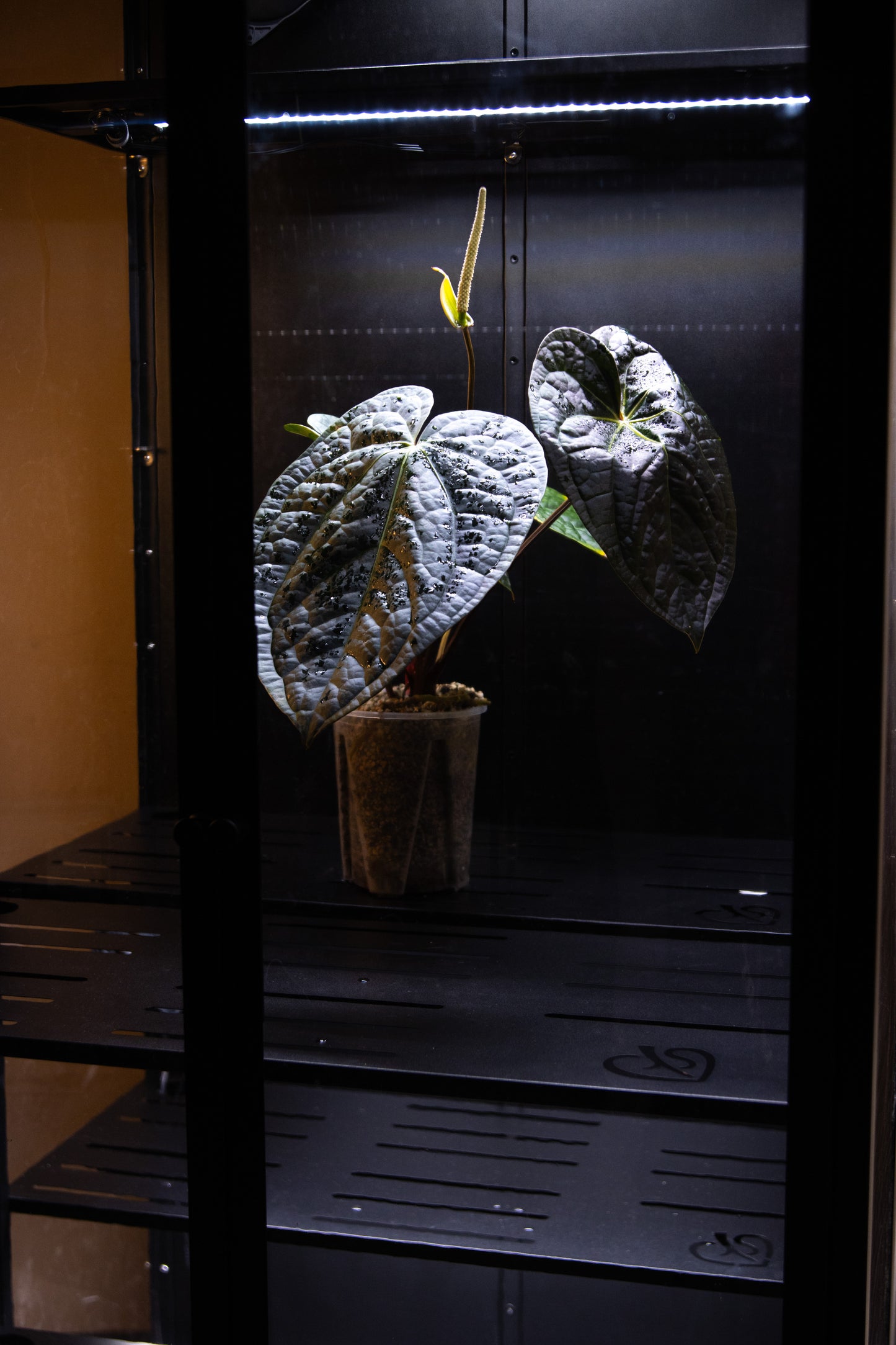 Cabinet de Serre Osiris