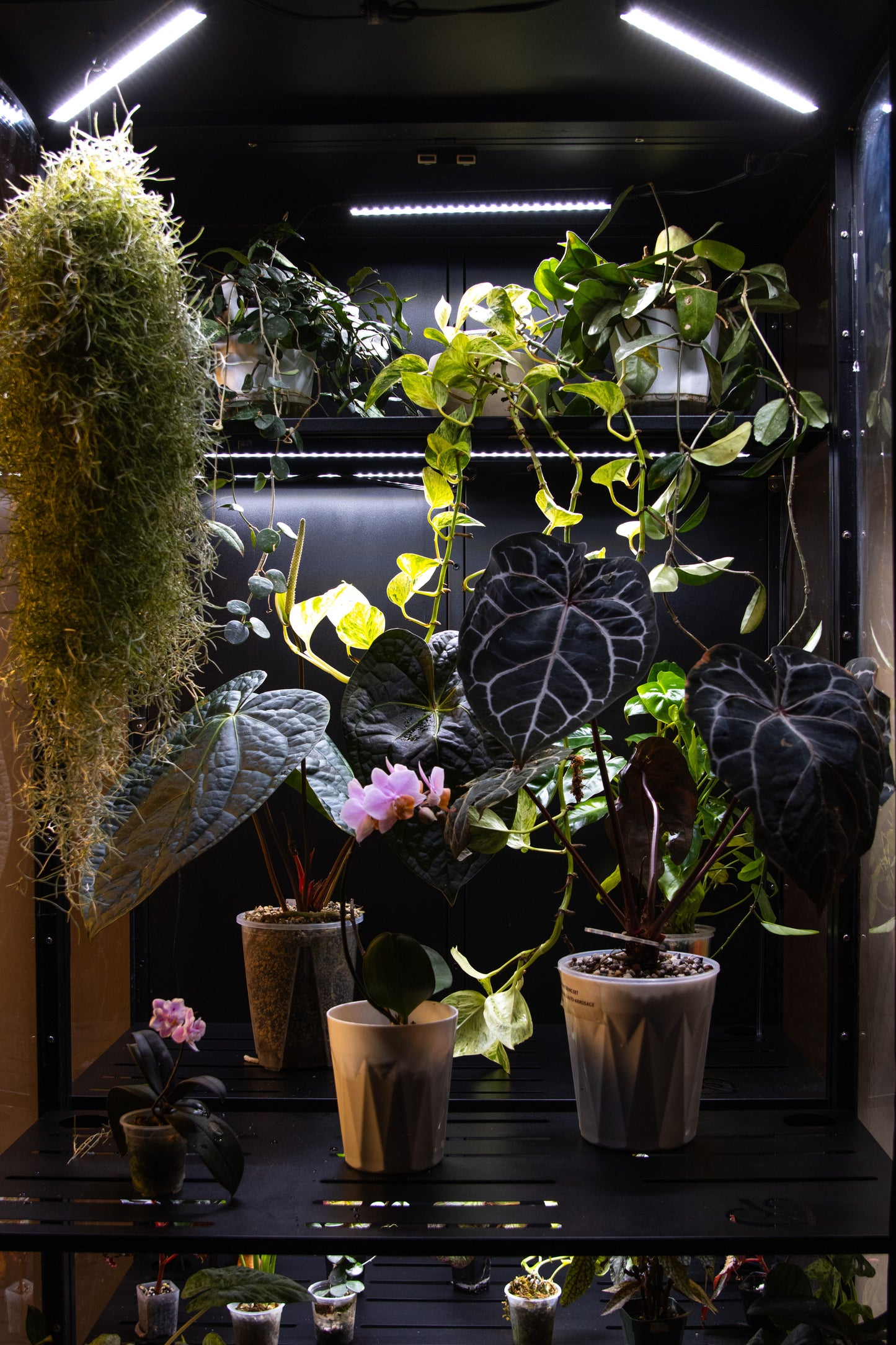 Cabinet de Serre Osiris