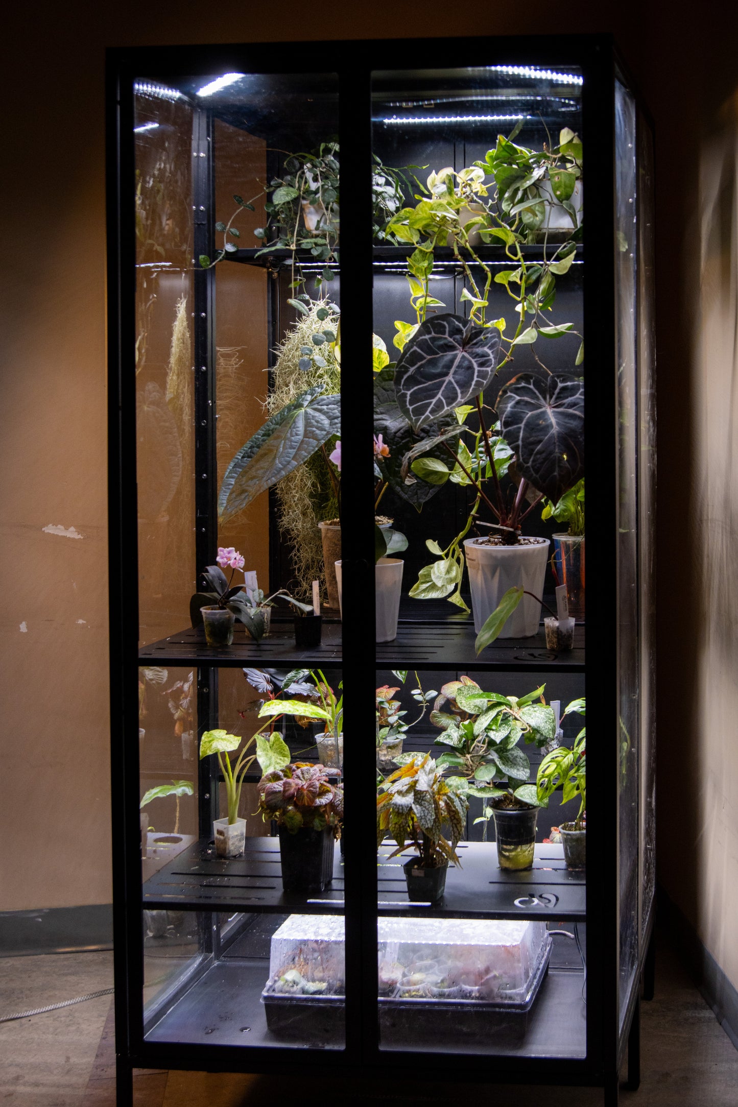 Cabinet de Serre Osiris